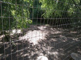 Forested play area through a fence