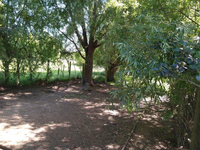 Outside dog exercise area with trees