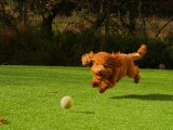 Brown curly haired dog jumping on a grass field