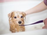 Small furry dog being bathed with soap