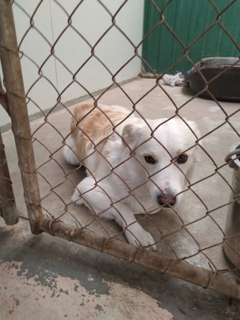 White dog sitting inside a kennel